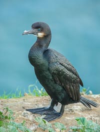 Brandt's cormorant, Phalacrocorax penicillatus, La Jolla, California