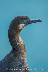 Brandt's cormorant, Phalacrocorax penicillatus, La Jolla, California
