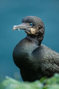 Brandt's cormorant, Phalacrocorax penicillatus, La Jolla, California