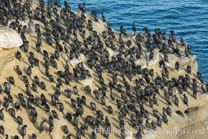 Hundreds of Brandt's Cormorants gather on an ocean cliff in La Jolla, Phalacrocorax penicillatus