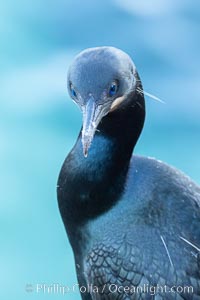 Brandt's Cormorant, La Jolla, Phalacrocorax penicillatus