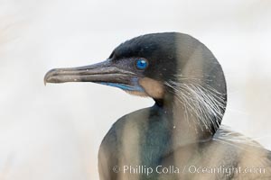 Brandt's Cormorant, La Jolla, Phalacrocorax penicillatus