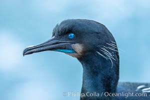 Brandt's Cormorant, Phalacrocorax penicillatus, La Jolla, California