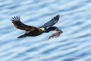 Brandt's Cormorant carrying nesting material, in flight as it returns to its cliffside nest, Phalacrocorax penicillatus, La Jolla, California