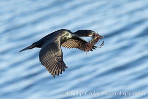 Brandt's Cormorant carrying nesting material, in flight as it returns to its cliffside nest, Phalacrocorax penicillatus, La Jolla, California