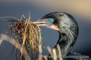 Brandt's Cormorant carrying nesting material in its beak, Phalacrocorax penicillatus, La Jolla, California