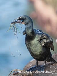 Brandt's Cormorant carrying nesting material to its nest, Phalacrocorax penicillatus, La Jolla, California