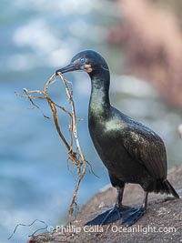 Brandt's Cormorant carrying nesting material to its nest, Phalacrocorax penicillatus, La Jolla, California