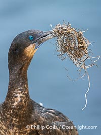 Brandt's Cormorant carrying surf grass nesting material, Phalacrocorax penicillatus, La Jolla, California