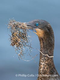 Brandt's Cormorant carrying surf grass nesting material, Phalacrocorax penicillatus, Phalacrocorax penicillatus, La Jolla, California
