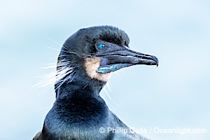 Brandt's Cormorant Close-Up Portrait. Note the blue eye, blue color on throat, seen during breeding season, La Jolla, California