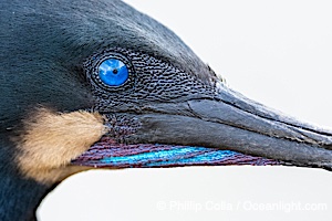 Brandt's Cormorant Close-Up Portrait. Note the blue eye, blue color on throat, seen during breeding season, Phalacrocorax penicillatus, La Jolla, California