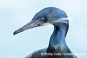 Brandt's Cormorant Close-Up Portrait. Note the blue eye, blue color on throat, seen during breeding season, Phalacrocorax penicillatus, La Jolla, California