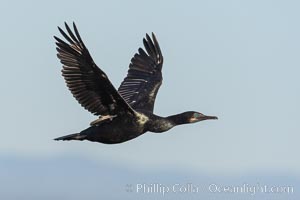 Brandt's Cormorant in Flight, Phalacrocorax penicillatus, La Jolla, California