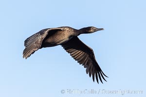 Brandt's Cormorant in Flight, Phalacrocorax penicillatus, La Jolla, California