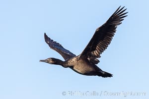 Brandt's Cormorant in Flight, Phalacrocorax penicillatus, La Jolla, California