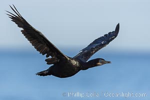 Brandt's Cormorant in Flight, Phalacrocorax penicillatus, La Jolla, California