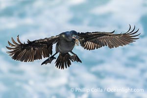 Brandt's Cormorant In Flight Carrying Nesting Material in its Beak, Phalacrocorax penicillatus, La Jolla, California