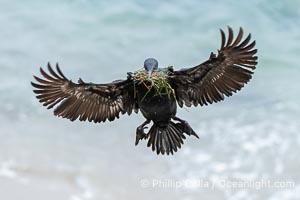 Brandt's Cormorant in flight carrying surfgrass for nest building, ocean background, Phalacrocorax penicillatus, La Jolla, California