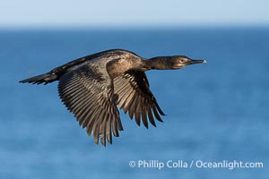 Brandt's Cormorant in Flight Non-Breeding Adult, flying over the Pacific Ocean in La Jolla, Phalacrocorax penicillatus
