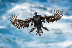 Brandt's Cormorant flying with wings spread wide as it slows to land at its nest on ocean cliffs, Phalacrocorax penicillatus, La Jolla, California