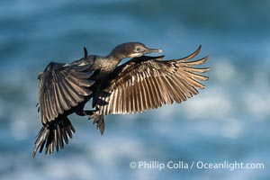 Brandt's Cormorant flying with wings spread wide as it slows to land at its nest on ocean cliffs, Phalacrocorax penicillatus, La Jolla, California