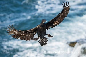 Brandt's Cormorant flying with wings spread wide as it slows to land at its nest on ocean cliffs, Phalacrocorax penicillatus, La Jolla, California