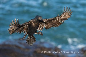 Brandt's Cormorant flying with wings spread wide as it slows to land at its nest on ocean cliffs, Phalacrocorax penicillatus, La Jolla, California