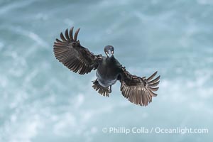 Brandt's Cormorant flying with wings spread wide as it slows to land at its nest on ocean cliffs, Phalacrocorax penicillatus, La Jolla, California