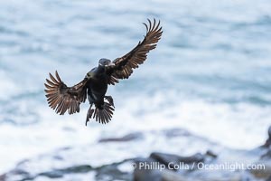 Brandt's Cormorant flying with wings spread wide as it slows to land at its nest on ocean cliffs, Phalacrocorax penicillatus, La Jolla, California