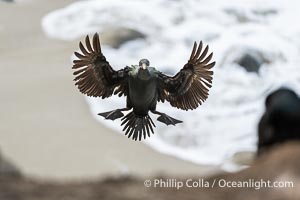 Brandt's Cormorant flying with wings spread wide as it slows to land at its nest on ocean cliffs, Phalacrocorax penicillatus, La Jolla, California