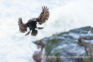 Brandt's Cormorant flying with wings spread wide as it slows to land at its nest on ocean cliffs, Phalacrocorax penicillatus, La Jolla, California
