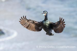 Brandt's Cormorant flying with wings spread wide as it slows to land at its nest on ocean cliffs, Phalacrocorax penicillatus, La Jolla, California