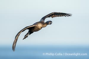 Brandt's Cormorant Flying in La Jolla, lit by early morning sun, non-breeding plumage, Phalacrocorax penicillatus