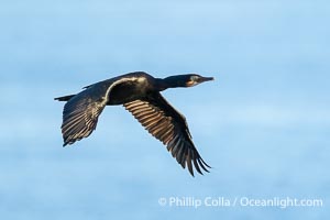 Brandt's Cormorant Flying in La Jolla, lit by early morning sun, non-breeding plumage, Phalacrocorax penicillatus