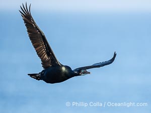 Brandt's Cormorant Flying in La Jolla, lit by early morning sun