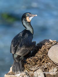 A Brandt's Cormorant tends to its built on sea cliffs. Note the colors it assumes during mating season: striking blue gular pouch (throat) along with faint blue-green iridescence in its plumage, Phalacrocorax penicillatus, La Jolla, California