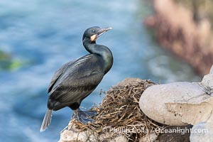 Brandt's Cormorant at its nest on steep cliffs over the ocean, Phalacrocorax penicillatus, La Jolla, California