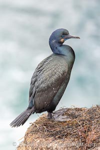 Brandt's cormorant. La Jolla, California, Phalacrocorax penicillatus