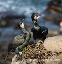 Mated pair of Brandt's Cormorants tend to the nest they have built on sea cliffs. Note the colors they assume during mating season: striking blue gular pouch (throat) along with faint blue-green iridescence in their plumage, Phalacrocorax penicillatus, La Jolla, California