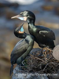 Mated pair of Brandt's Cormorants tend to the nest they have built on sea cliffs. Note the colors they assume during mating season: striking blue gular pouch (throat) along with faint blue-green iridescence in their plumage, Phalacrocorax penicillatus, La Jolla, California