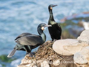 Mated pair of Brandt's Cormorants tend to the nest they have built on sea cliffs. Note the colors they assume during mating season: striking blue gular pouch (throat) along with some blue-green iridescence in their plumage, Phalacrocorax penicillatus, La Jolla, California