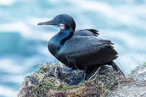 Brandt's Cormorant on the nest, nesting material composed of kelp and sea weed, La Jolla, Phalacrocorax penicillatus