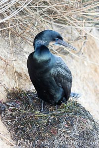 Brandt's Cormorant on the nest, nesting material composed of kelp and sea weed, La Jolla, Phalacrocorax penicillatus