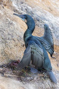 Brandt's Cormorant on the nest, nesting material composed of kelp and sea weed, La Jolla, Phalacrocorax penicillatus