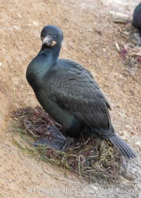 Brandt's Cormorant on the nest, nesting material composed of kelp and sea weed, La Jolla, Phalacrocorax penicillatus