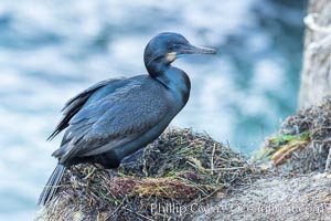 Brandt's Cormorant on the nest, nesting material composed of kelp and sea weed, La Jolla, Phalacrocorax penicillatus