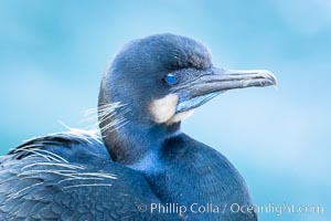 Brandt's Cormorant portrait, Phalacrocorax penicillatus, La Jolla, California