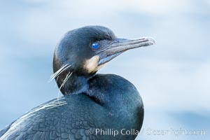 Brandt's Cormorant portrait, Phalacrocorax penicillatus, La Jolla, California