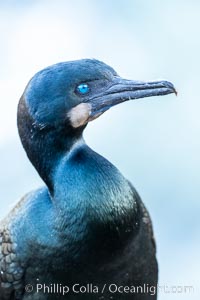 Brandt's Cormorant portrait, Phalacrocorax penicillatus, La Jolla, California